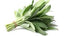 Clary Sage